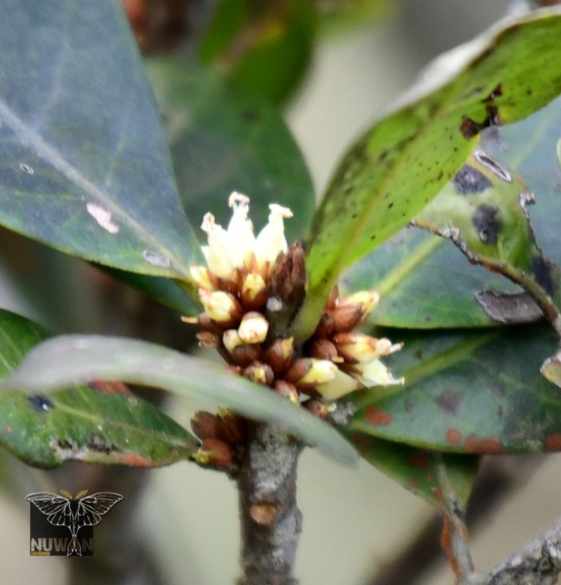 Isonandra montana (Thwaites) Gamble
